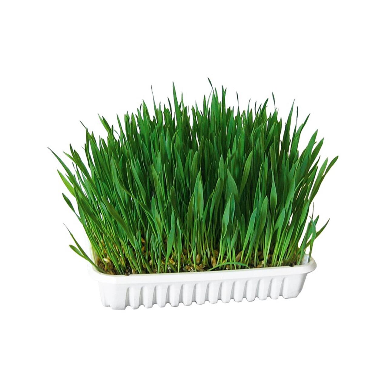 KERBL IARBA PISICII CASOLETA 100G